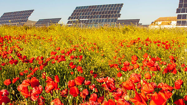 PV-Freiflächenanlagen fördern die Biodervisität